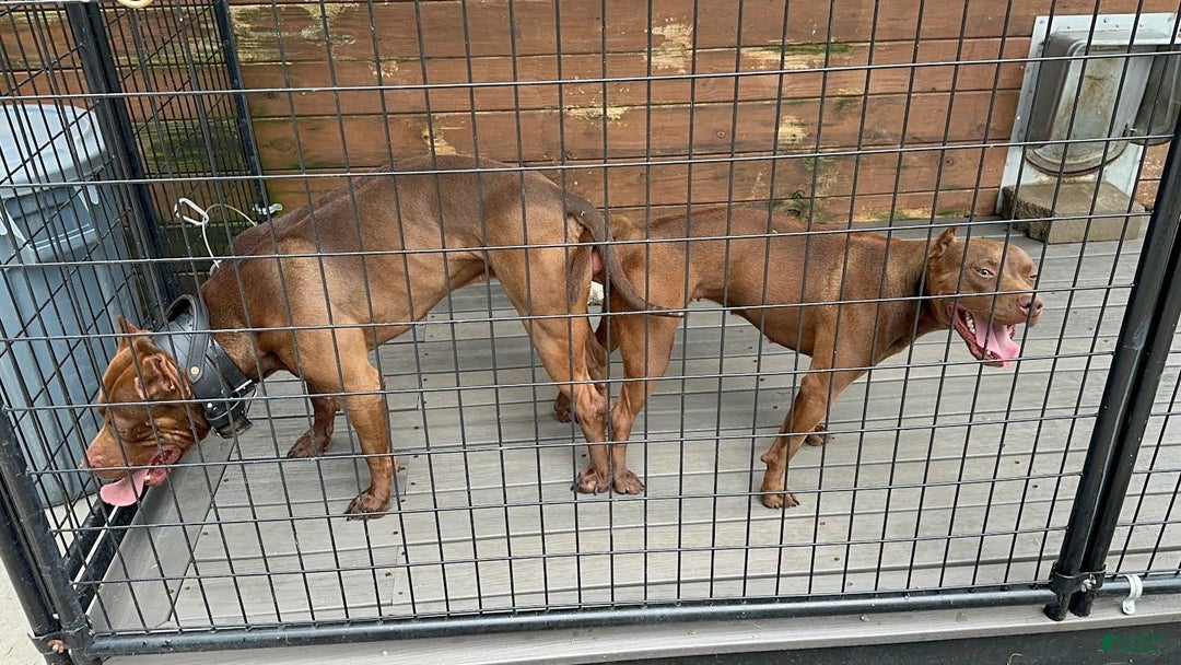 American Pit Bull Terrier dogs for sale: American Pit Bull Terrier Puppy 4 - Ad 2