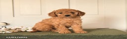 Mini Goldendoodle dogs for sale: Peaches - Ad 3