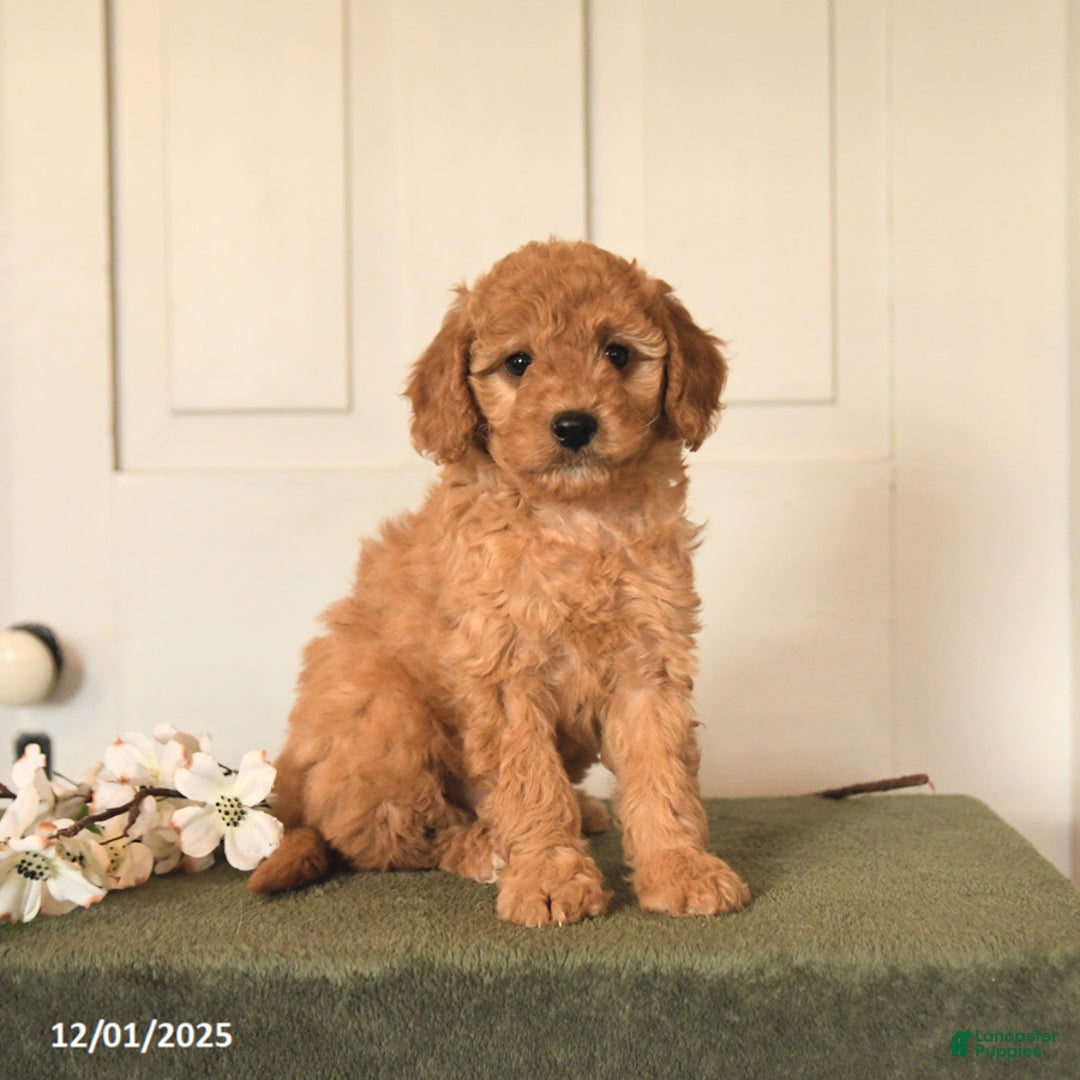 Mini Goldendoodle dogs for sale: Peaches - Ad 3