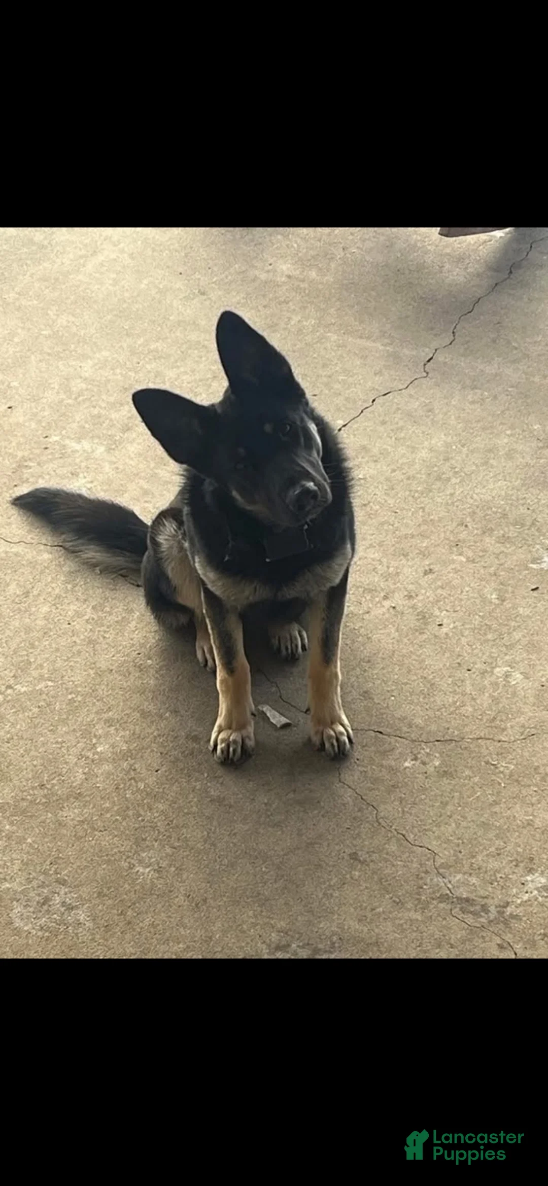 German Shepherd dogs for sale: German Shepherd 2 - Ad 1