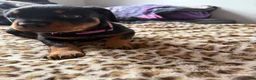 Rottweiler dogs for sale: Pinky  - Ad 7