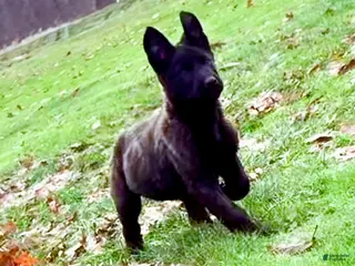 Mixed Breed dogs Orange collar - Male Brindle - Ad 2