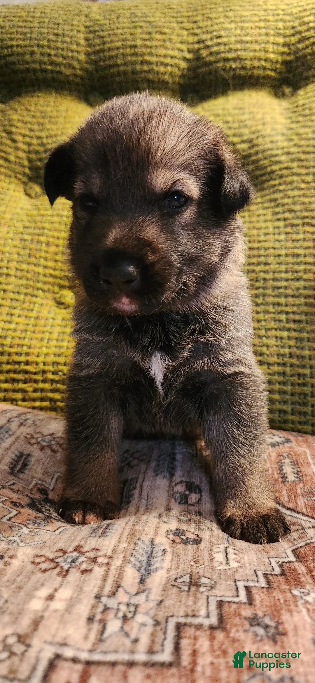 German Shepherd dogs for sale: Sable German Shepherd Puppy 7- Purple Collar - Ad 2