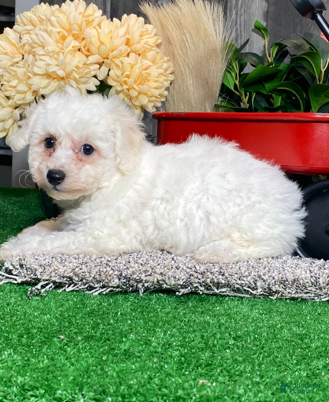 Bichon Frise dogs for sale: Bella  - Ad 3