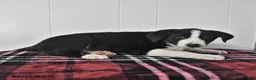 Mixed Breed dogs for sale: Blitz  - Ad 3