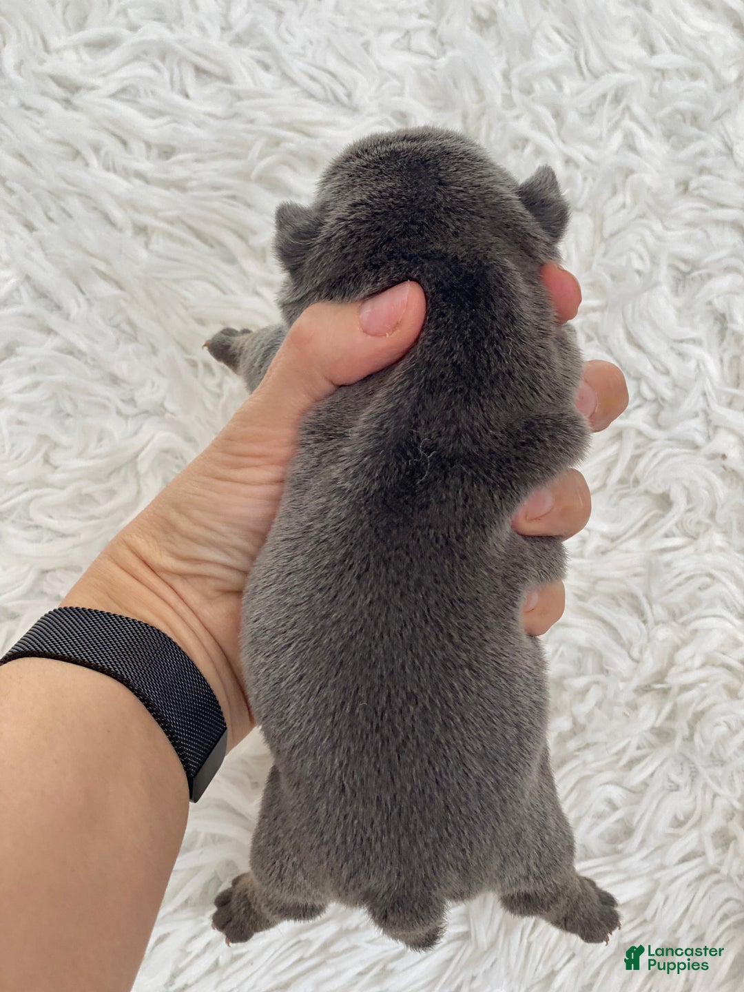 English Bulldog dogs for sale: Elliot - Ad 3