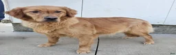 Mini Goldendoodle dogs for sale: Sadie - Ad 5