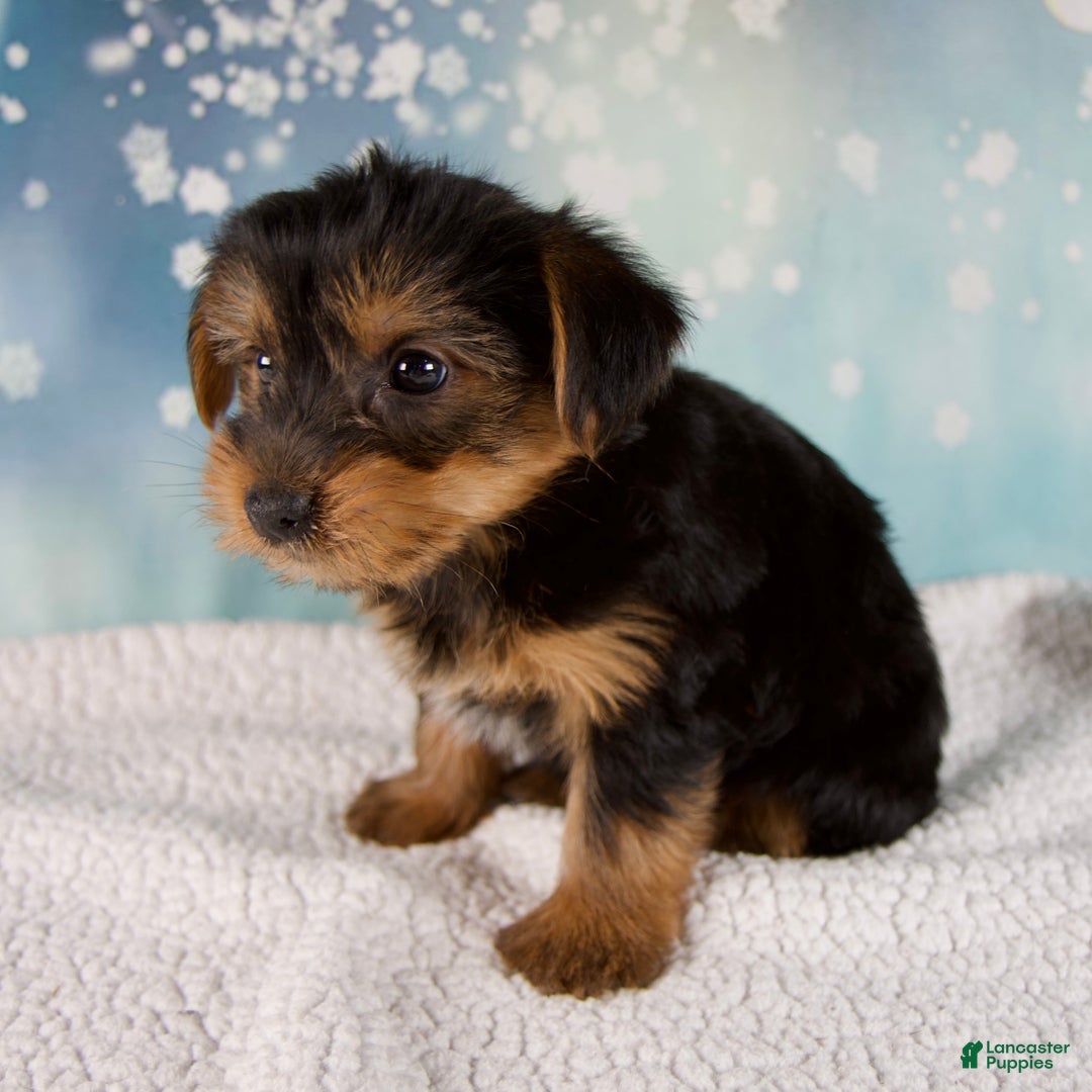 Morkie dogs for sale: Bentley - Ad 4