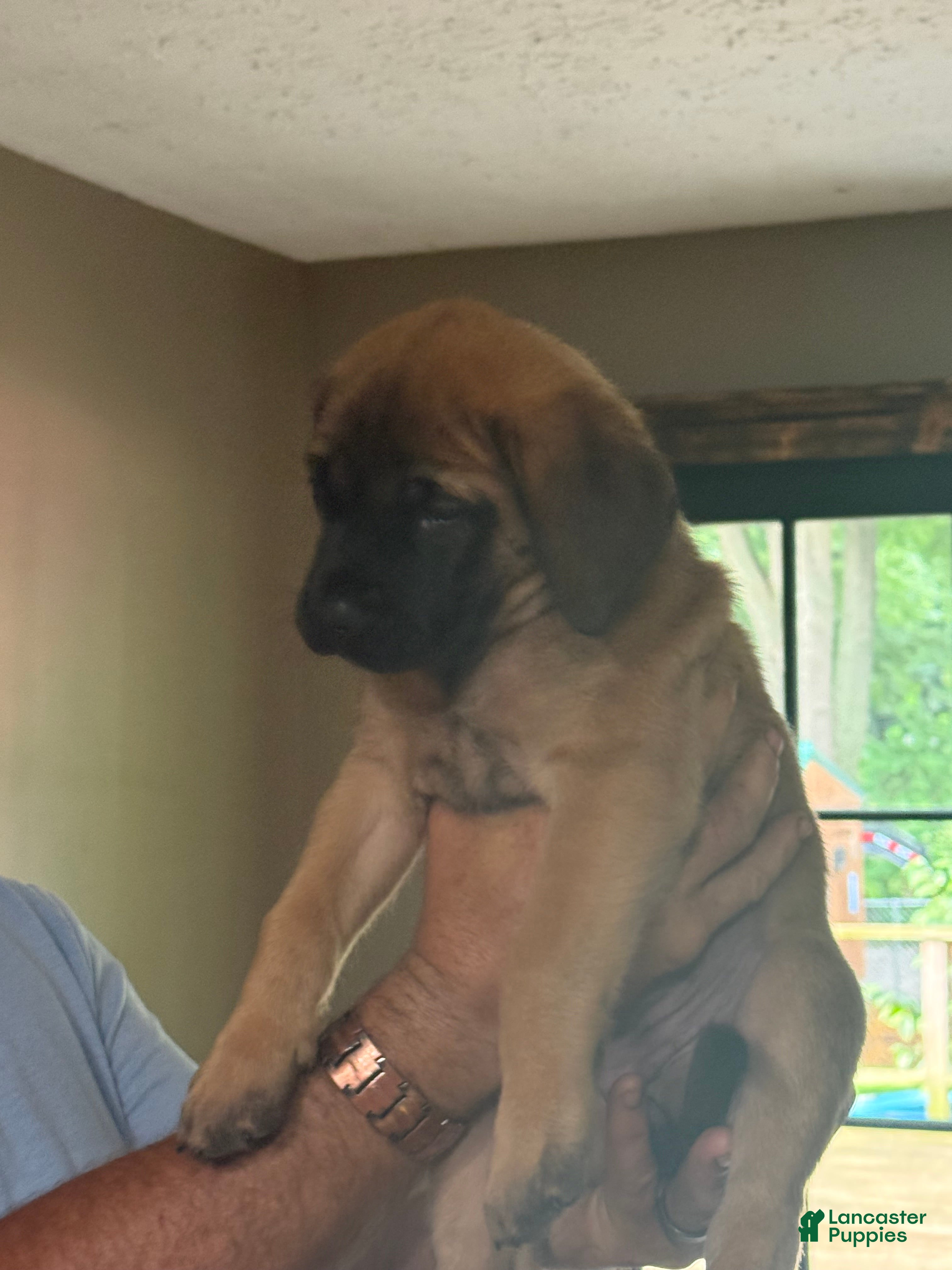 English Mastiff dogs English Mastiff 6 - Ad 5