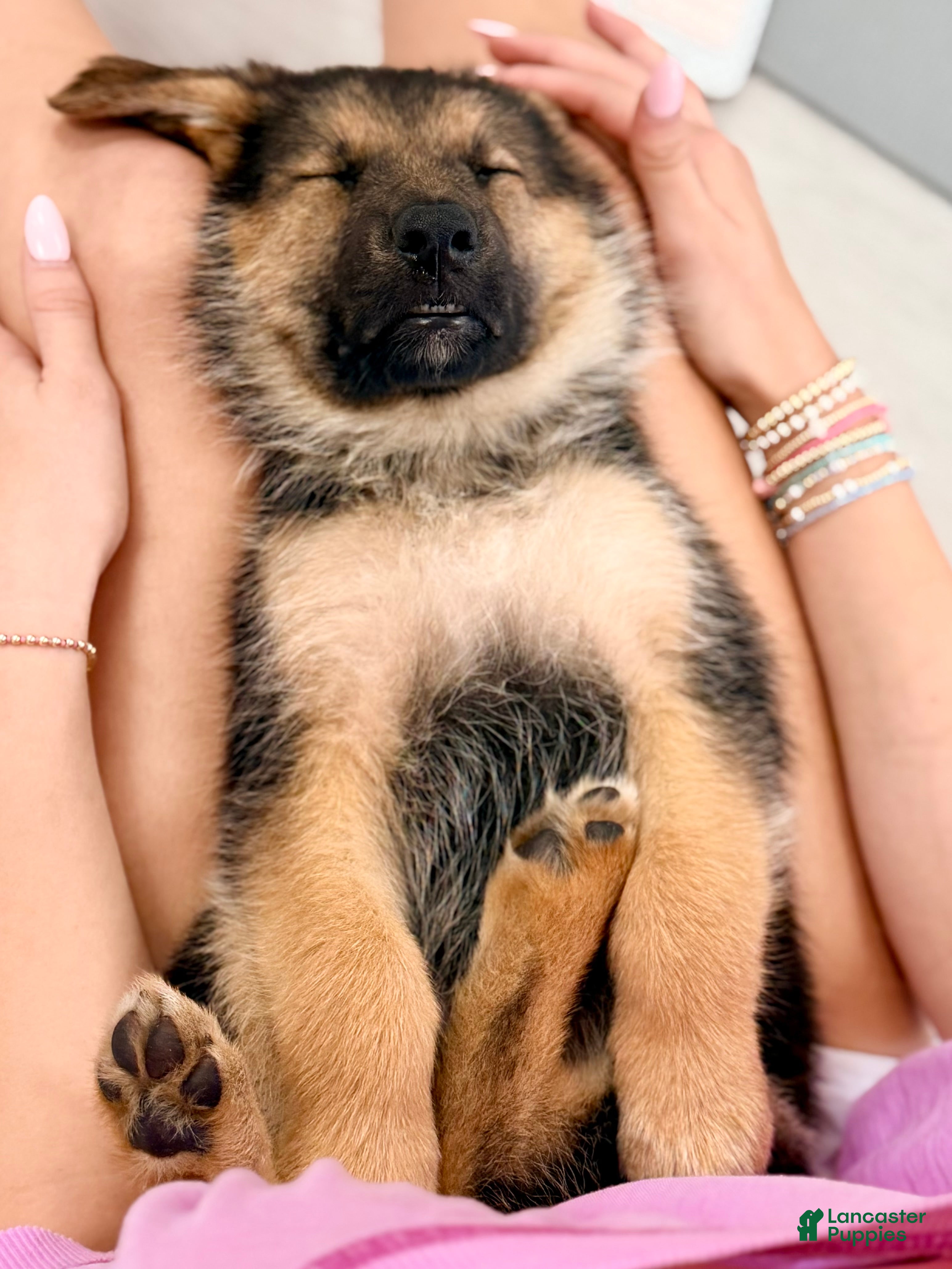 German Shepherd dogs Diesel - Ad 13