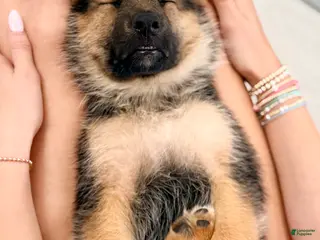 German Shepherd dogs Diesel - Ad 12