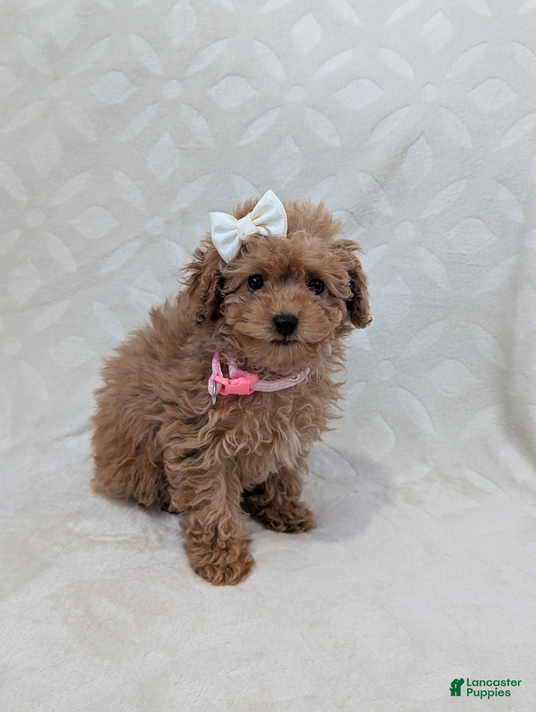 Toy Poodle dogs for sale: Amelia  - Ad 6