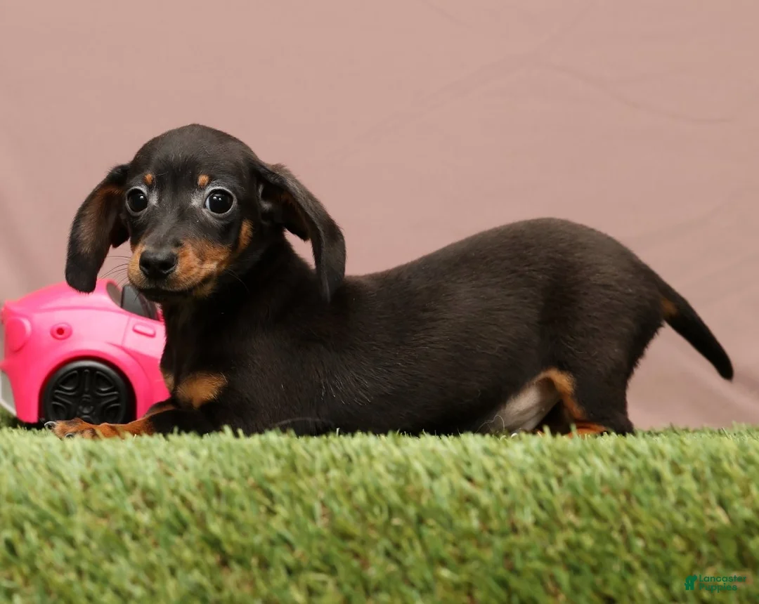 Miniature Dachshund dogs for sale: Quincy - Ad 4