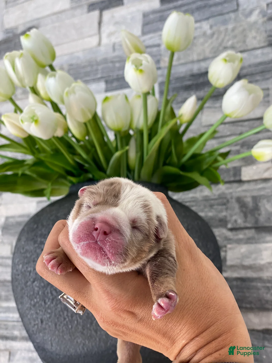 English Bulldog dogs for sale: ERNEST - Ad 1