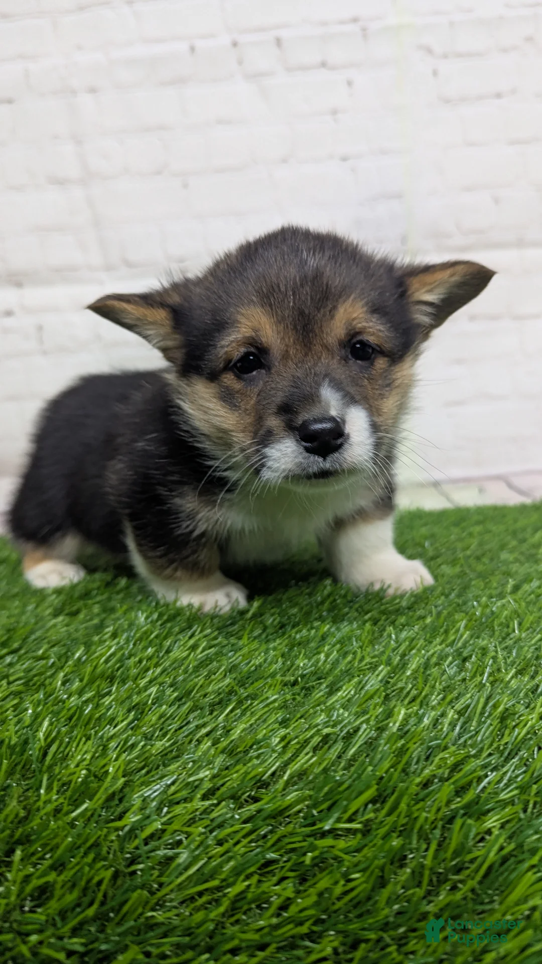 Welsh Corgi Pembroke dogs for sale: Casey - Ad 4