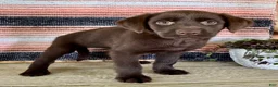 Labrador Retriever dogs for sale: Misty - Ad 7