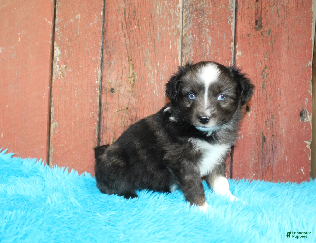 Miniature Australian Shepherd dogs for sale: Miniature Australian Shepherd Puppy 1 - Ad 3