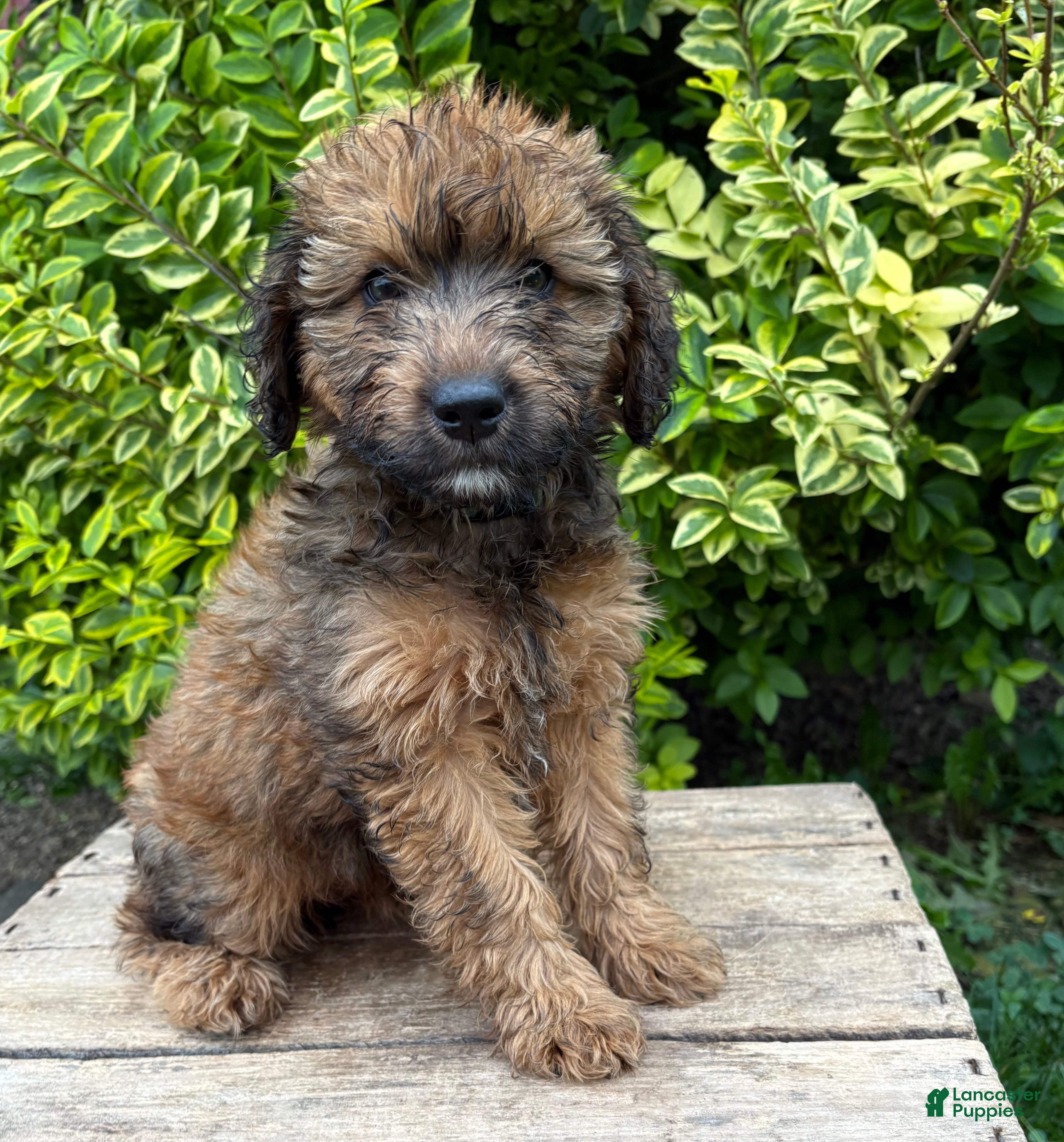 Whoodle dogs Molly - Ad 1