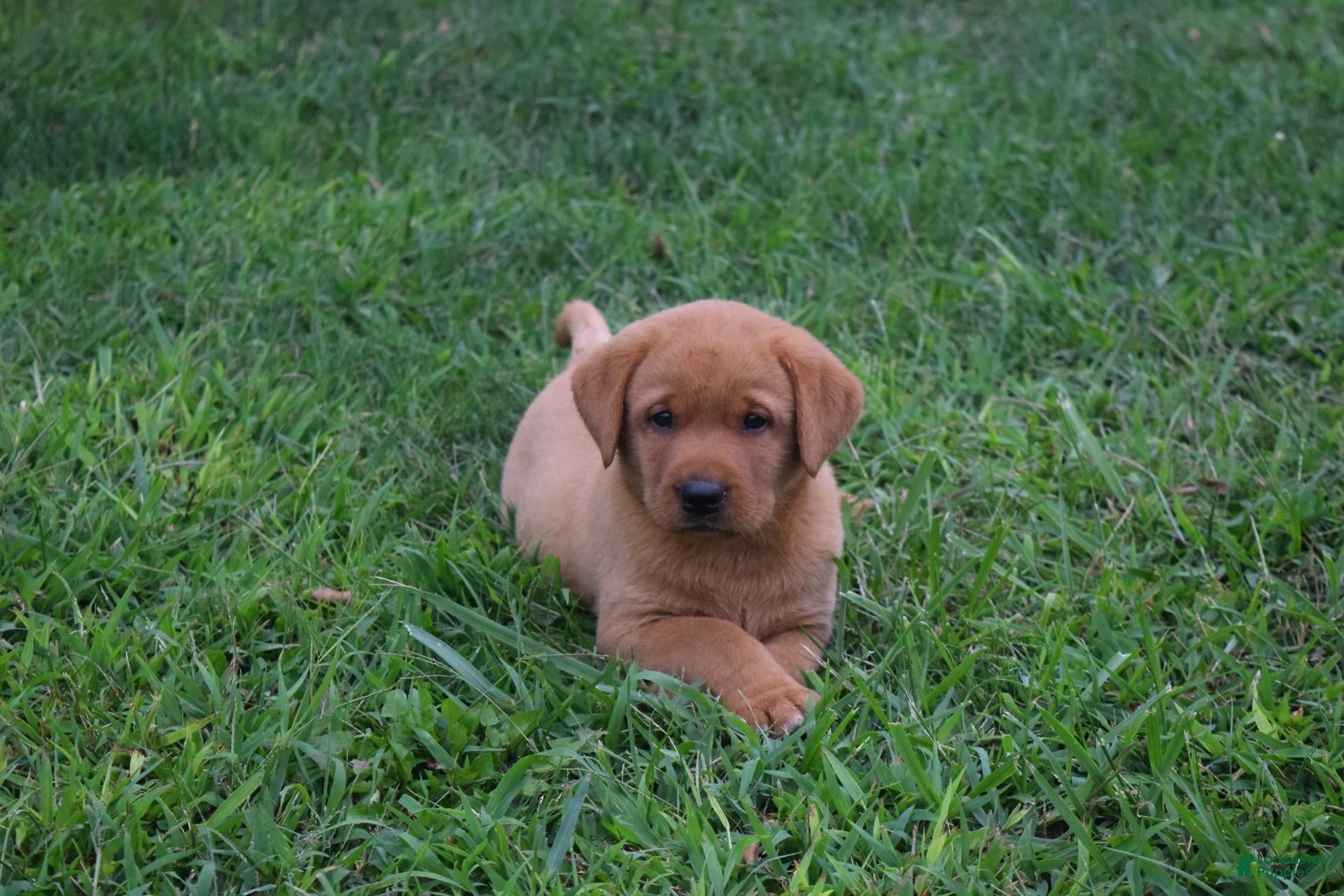 Labrador Retriever dogs for sale: Honey - Ad 1