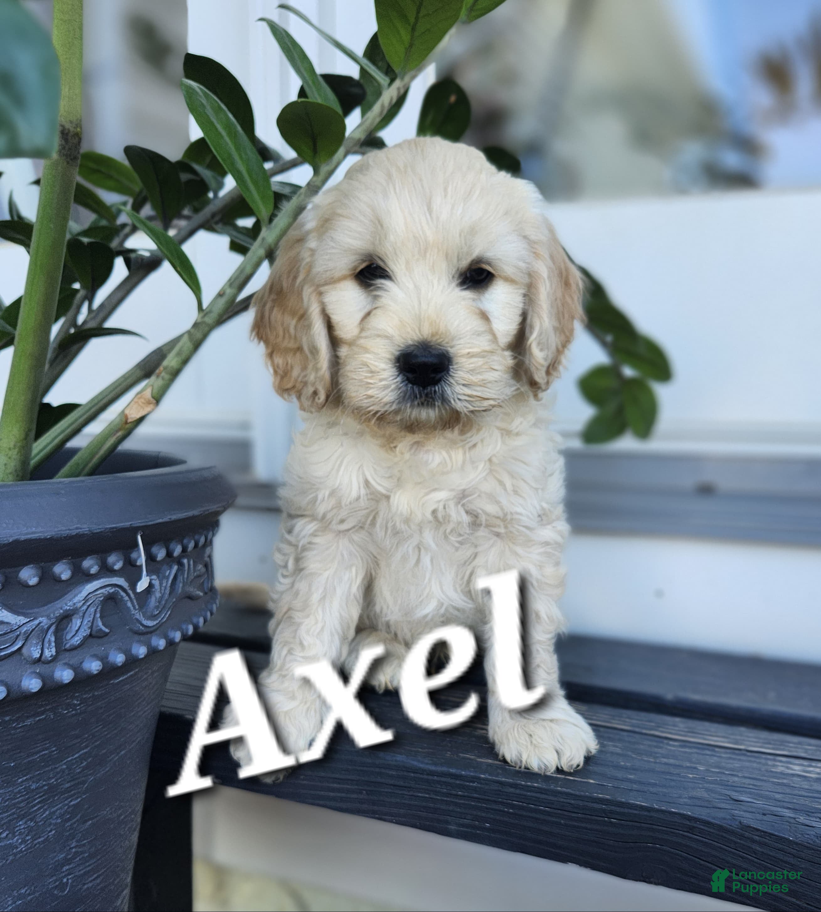 Mixed Breed dogs Axel - Ad 42