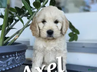 Mixed Breed dogs Axel - Ad 42