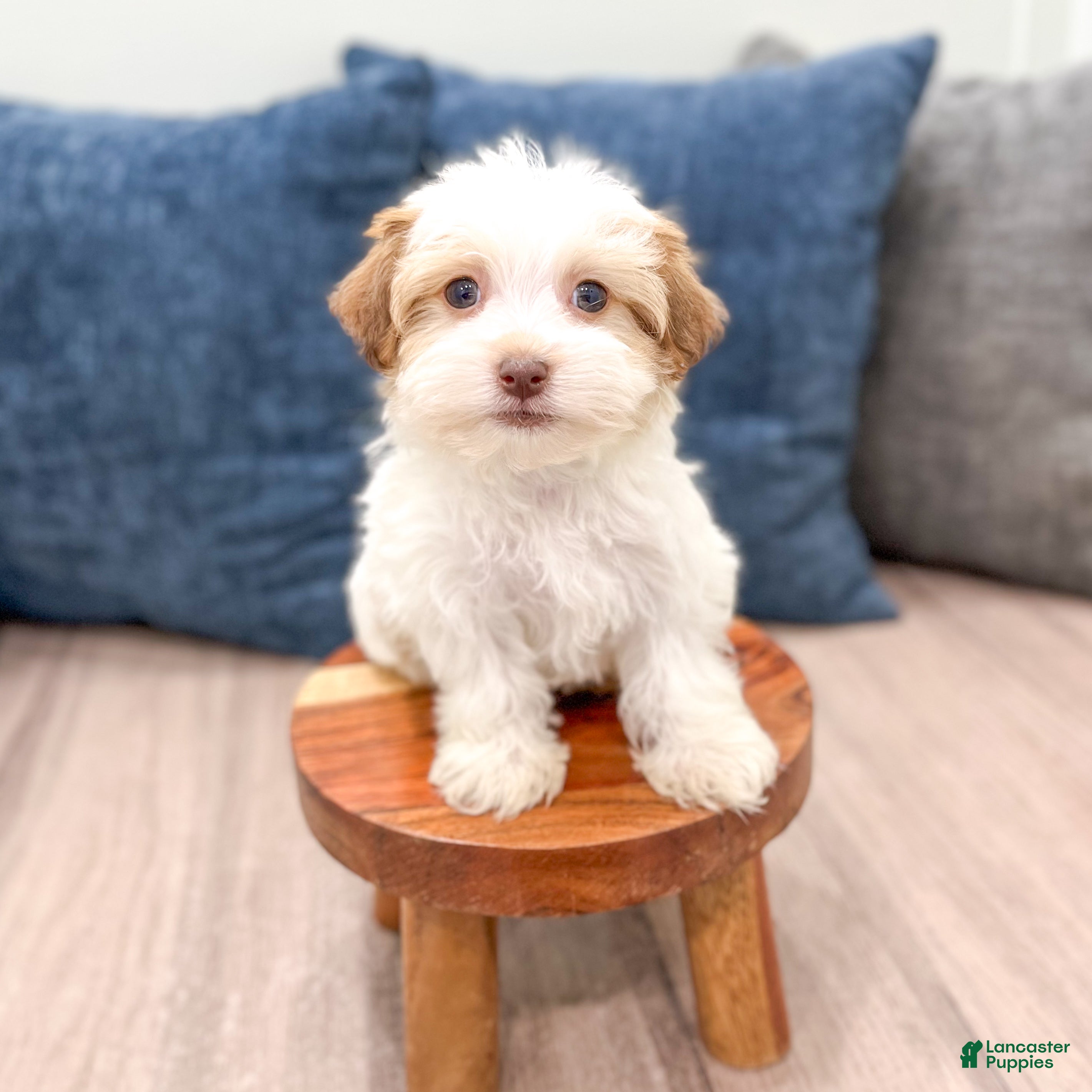 Havanese dogs Daisy - Ad 2
