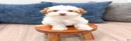 Havanese dogs for sale: Daisy - Ad 2