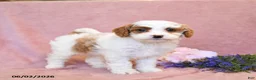 Cavapoo dogs for sale: Fancy - Ad 4