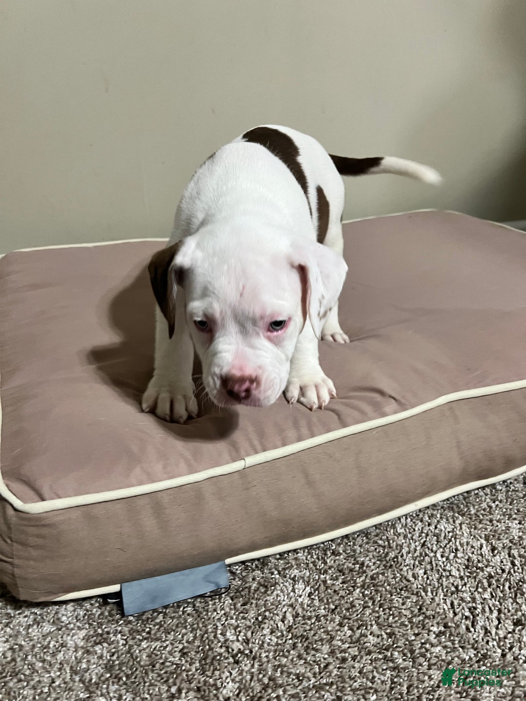 Mixed Breed dogs for sale: Mixed Breed Puppy 4 - Ad 4