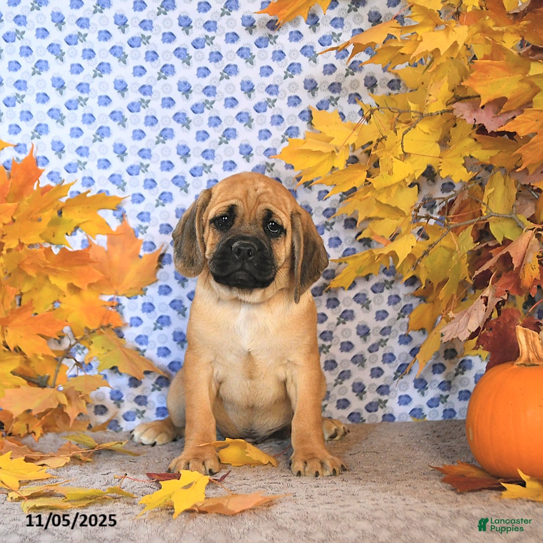 Puggle dogs for sale: Hosea - Ad 6