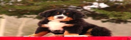 Bernese Mountain Dog dogs for sale: Barry - Ad 3