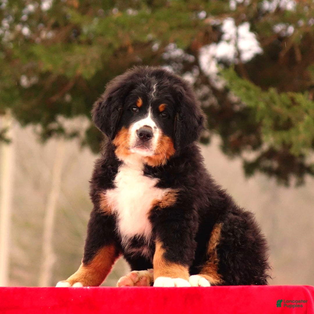 Bernese Mountain Dog dogs for sale: Barry - Ad 3