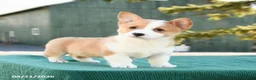 Welsh Corgi Pembroke dogs for sale: Scout - Ad 3