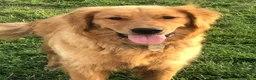 Golden Retriever dogs for sale: Indie - Ad 5