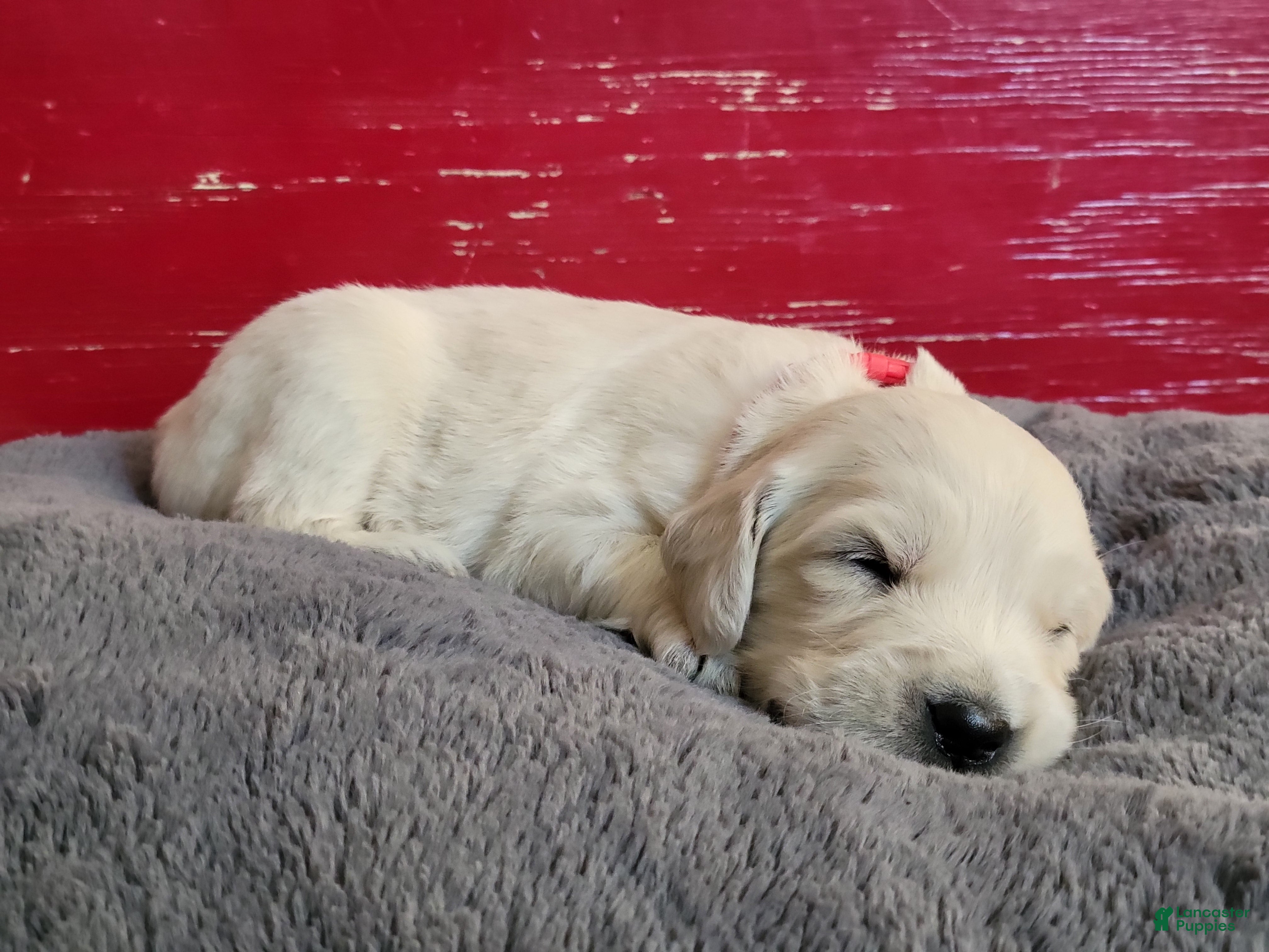 Golden Retriever dogs Pops  - Ad 4