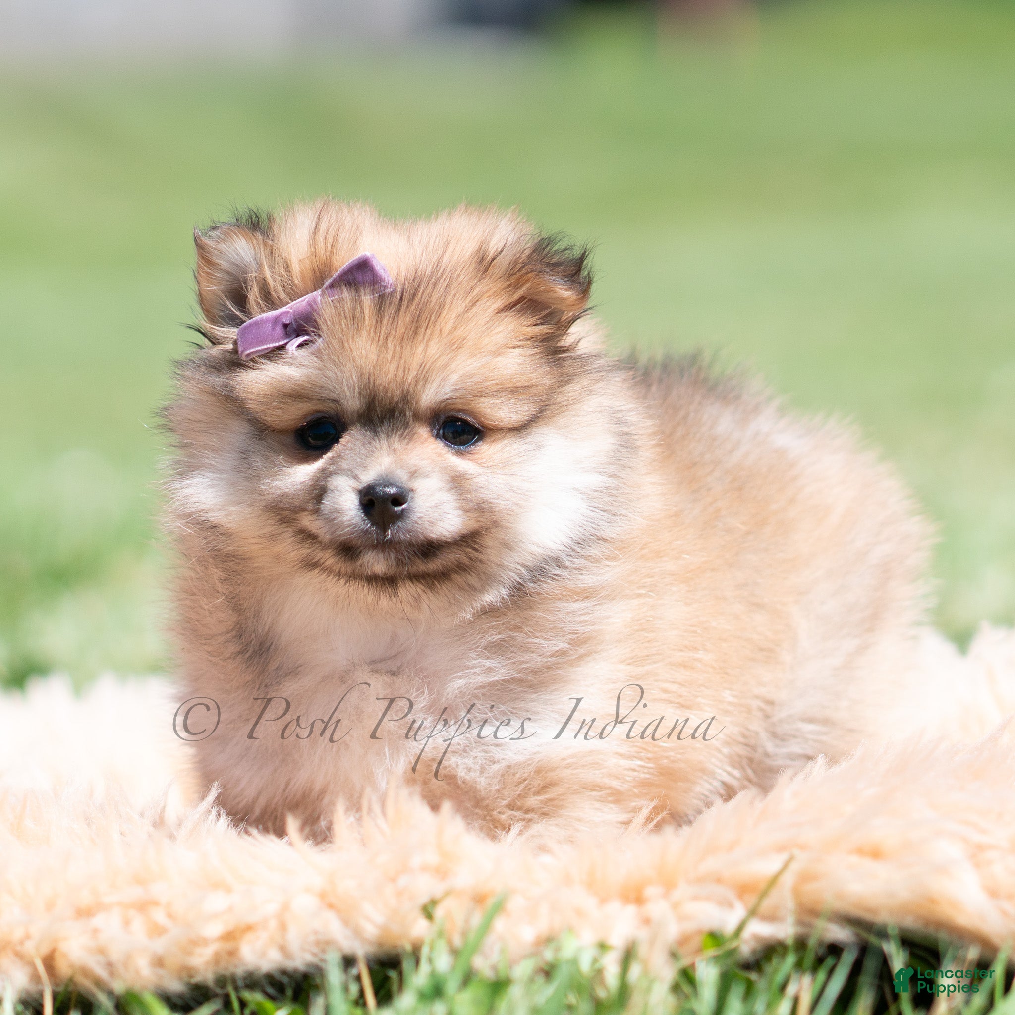 Pomeranian dogs Crimson - Ad 14