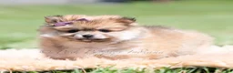 Pomeranian dogs for sale: Crimson - Ad 1
