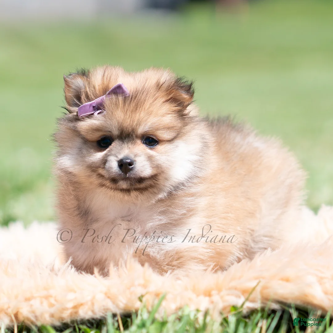 Pomeranian dogs for sale: Crimson - Ad 1