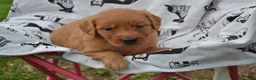 Golden Retriever dogs for sale: Roxann - Ad 2