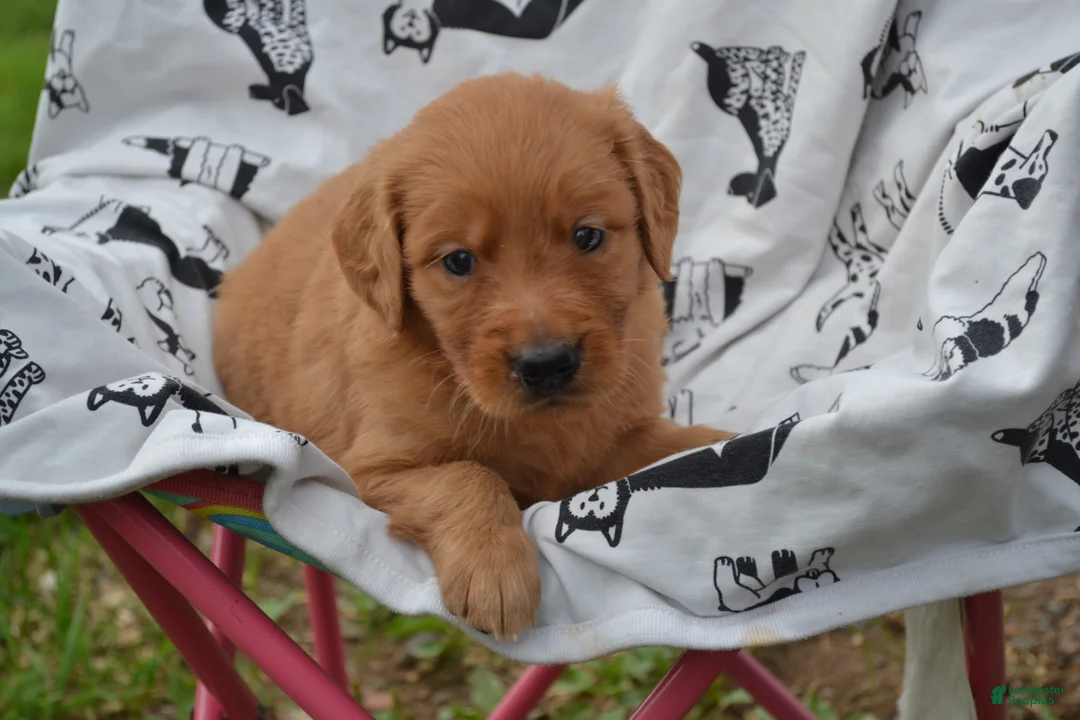 Golden Retriever dogs for sale: Roxann - Ad 2