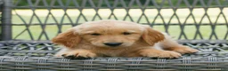 Golden Retriever dogs for sale: Pepper  - Ad 3