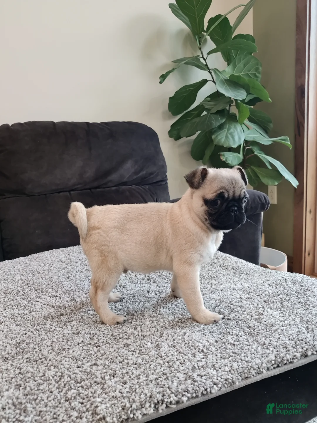 Pug dogs for sale: Max - Ad 1