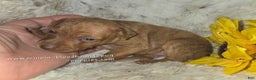 Miniature Pinscher dogs for sale: Diane stag chocolate brindle  - Ad 4