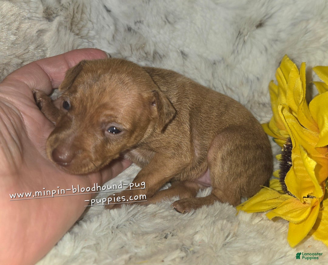 Miniature Pinscher dogs for sale: Diane stag chocolate brindle  - Ad 4