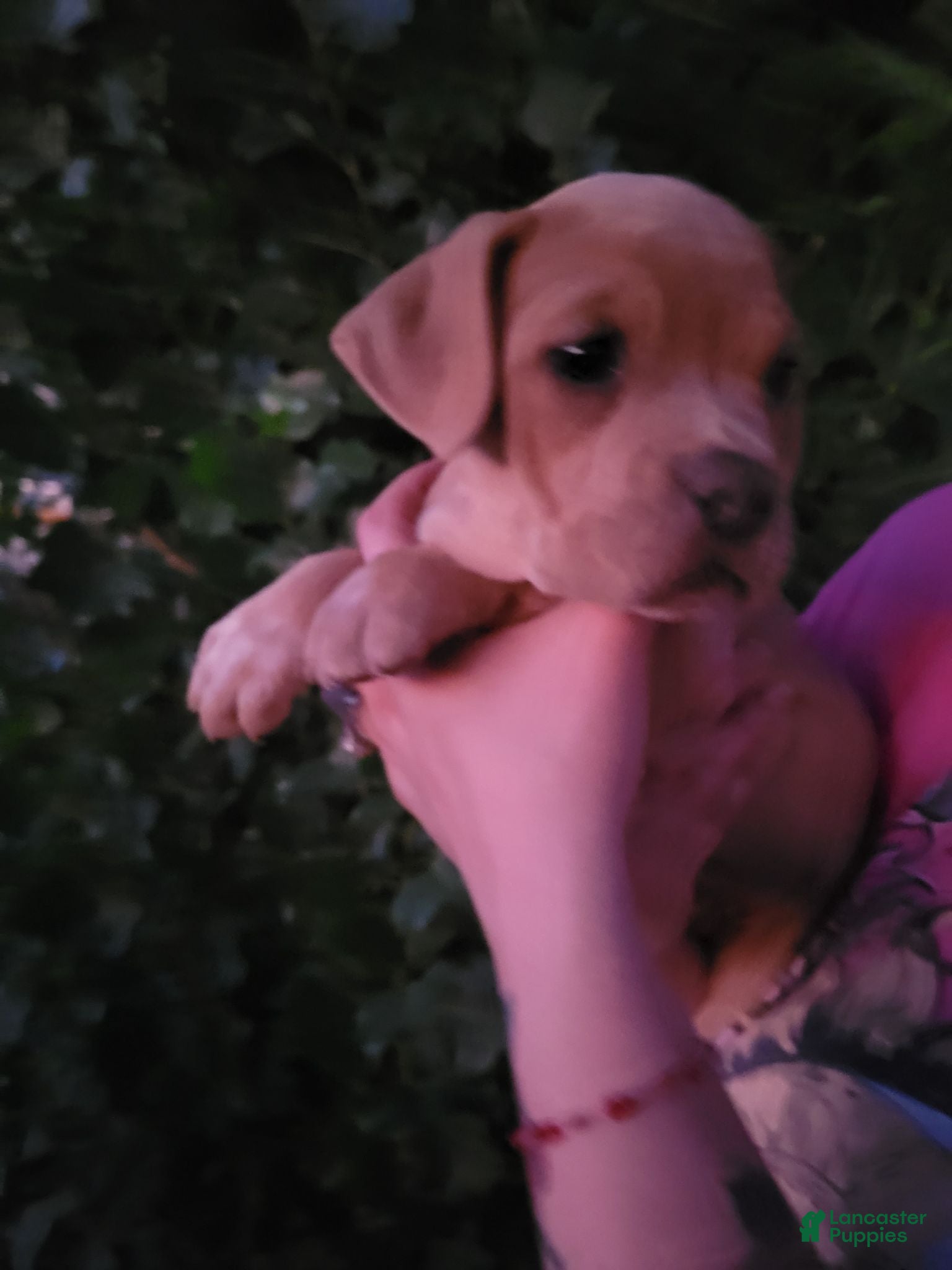 English Bulldog dogs BLUE FAWN  - Ad 27