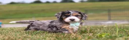 Mini Bernedoodle dogs for sale: Huck - Ad 9