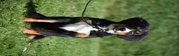 Bernese Mountain Dog dogs for sale: Trevor - Ad 6