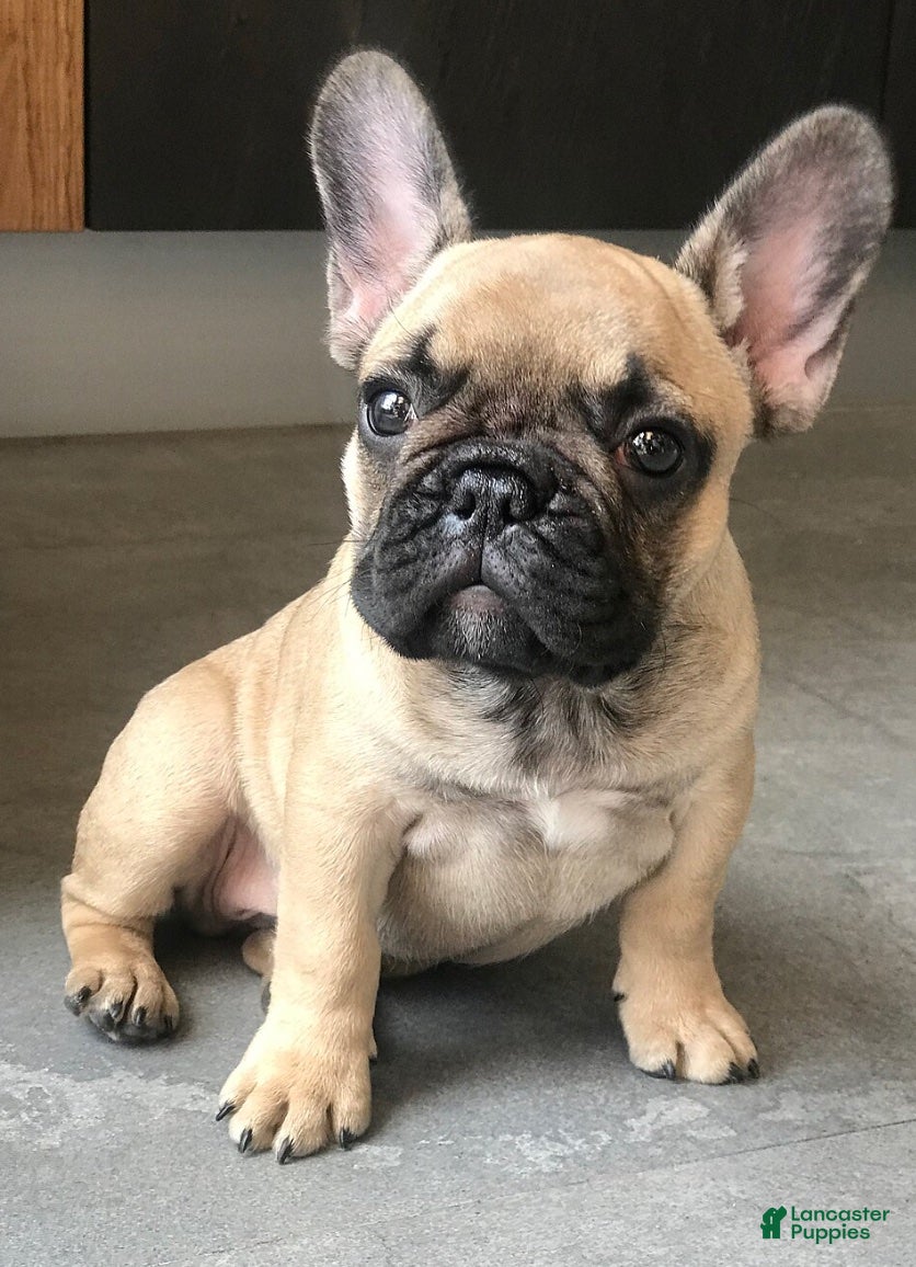 French Bulldog dogs for sale: tanster - Ad 3