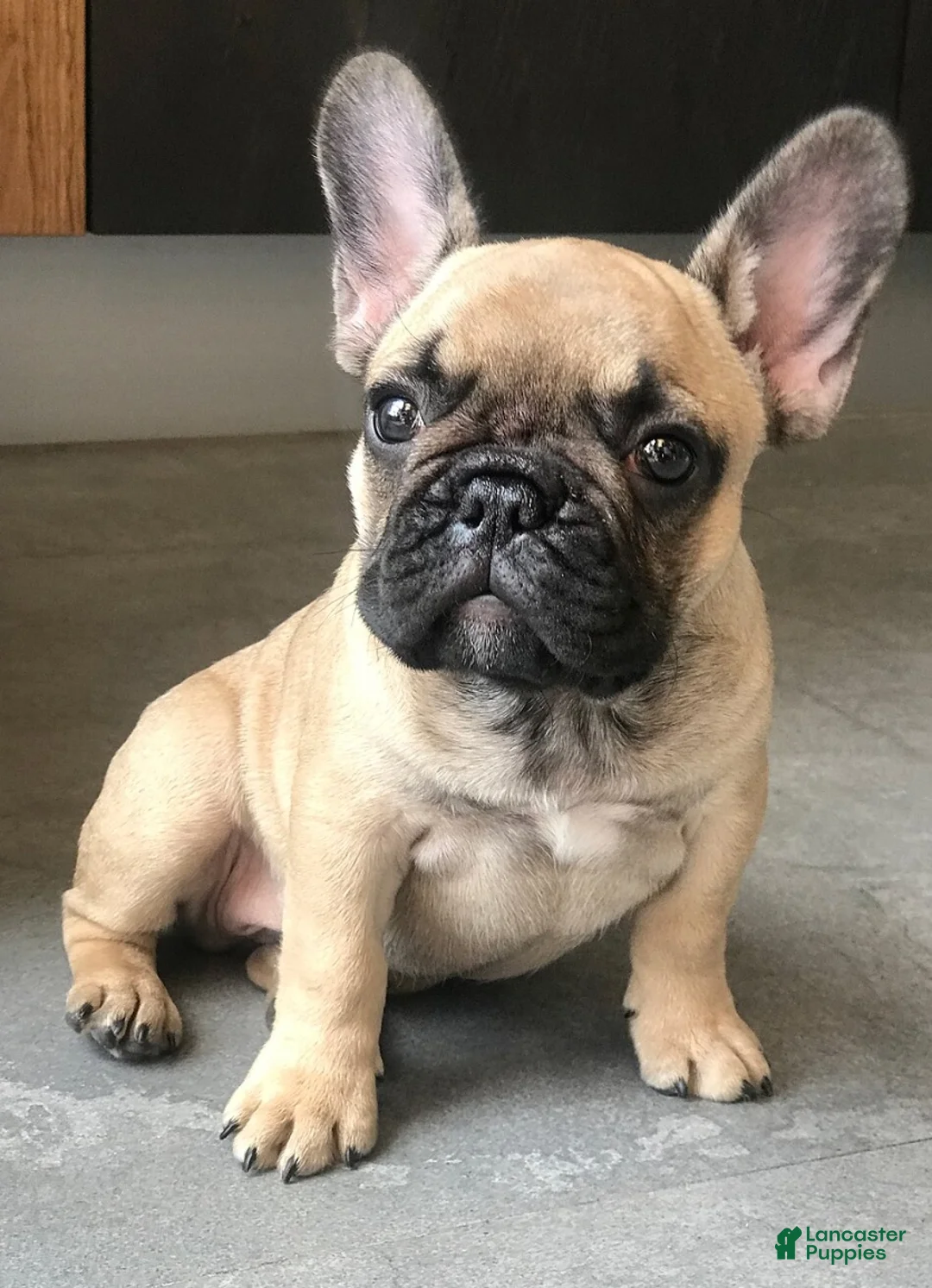 French Bulldog dogs for sale: tanster - Ad 1