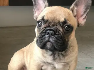 French Bulldog dogs for sale: tanster - Ad 3